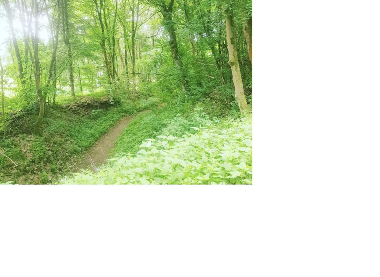 Natur Pur Frielendorf ภายนอก รูปภาพ